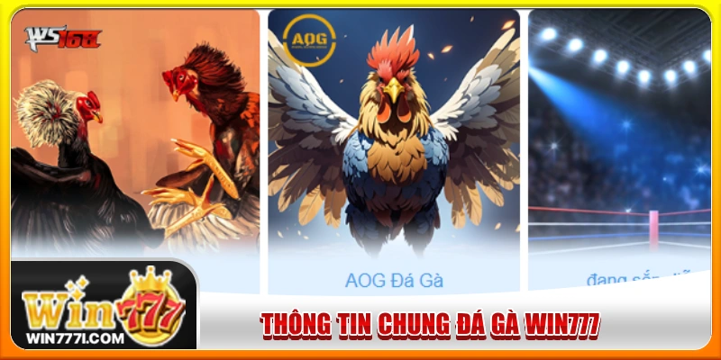 Đá gà trở thành chuyên mục giải trí đáng trải nghiệm hàng đầu WIN777